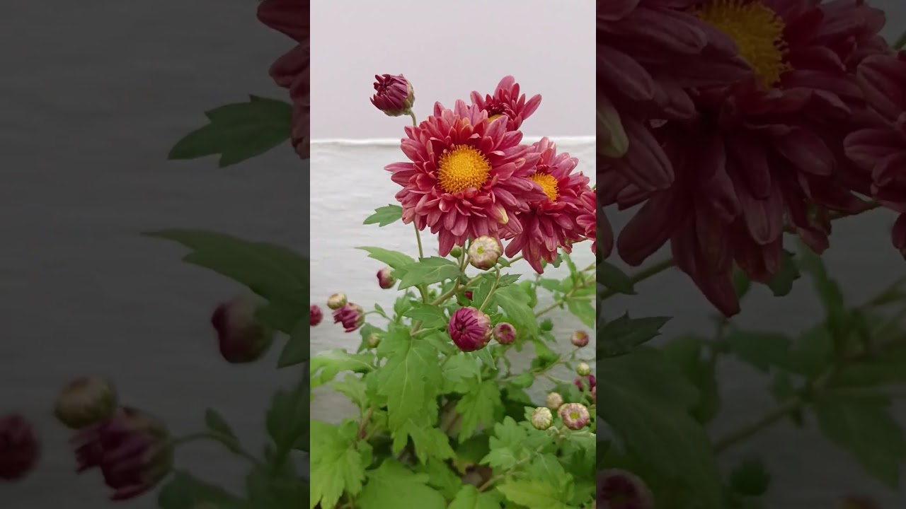 subscribe ✨❤️#