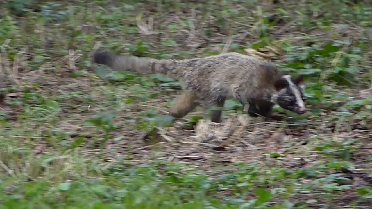 ハクビシン Youtube