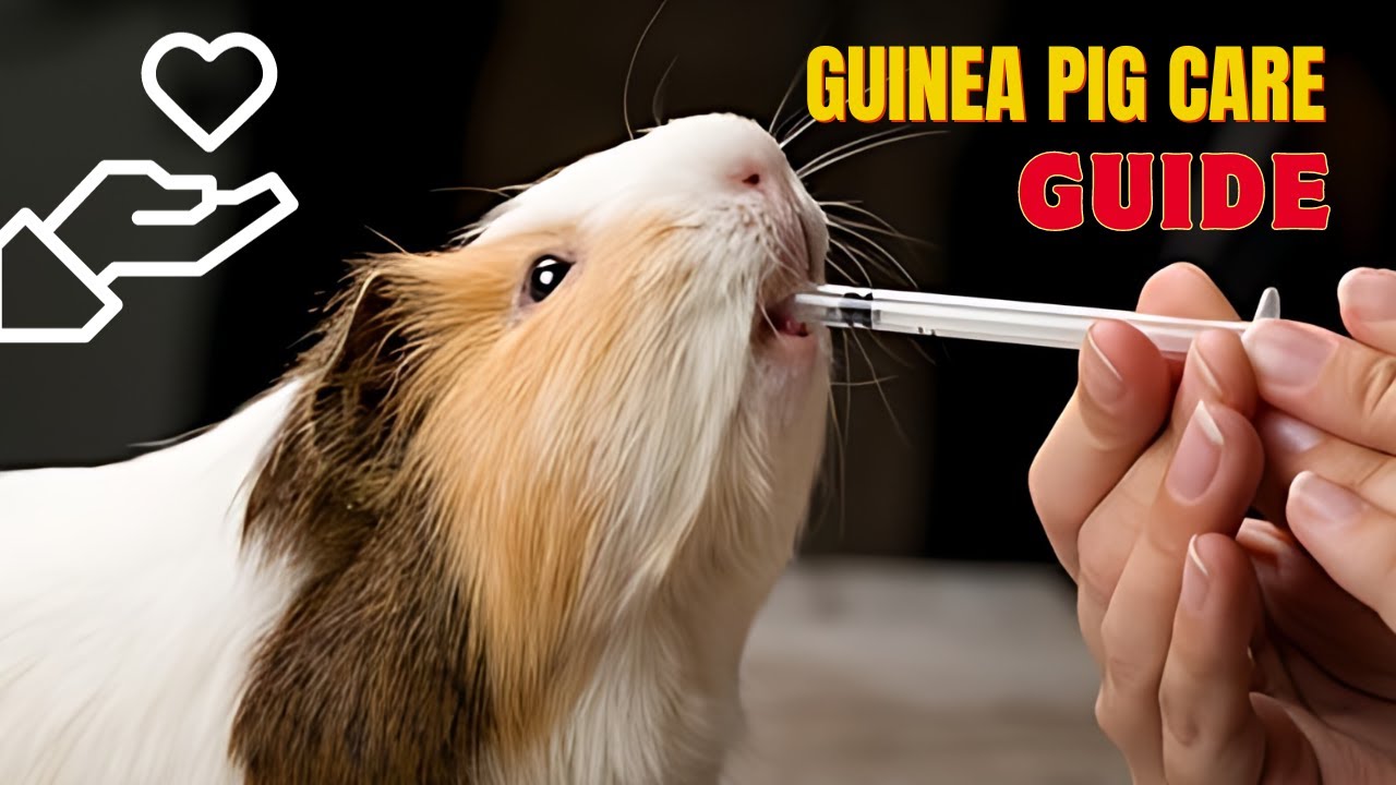The Ultimate Guide to Critical Care for Guinea Pig - YouTube