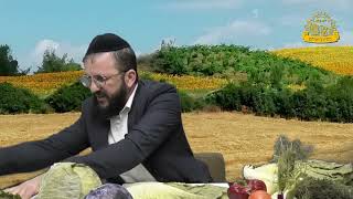 כיצד מכשירים בפועל חסה, כרוב ועוד סוגי ירוקים ? | כשרות למהדרין | הרב חננאל כהן