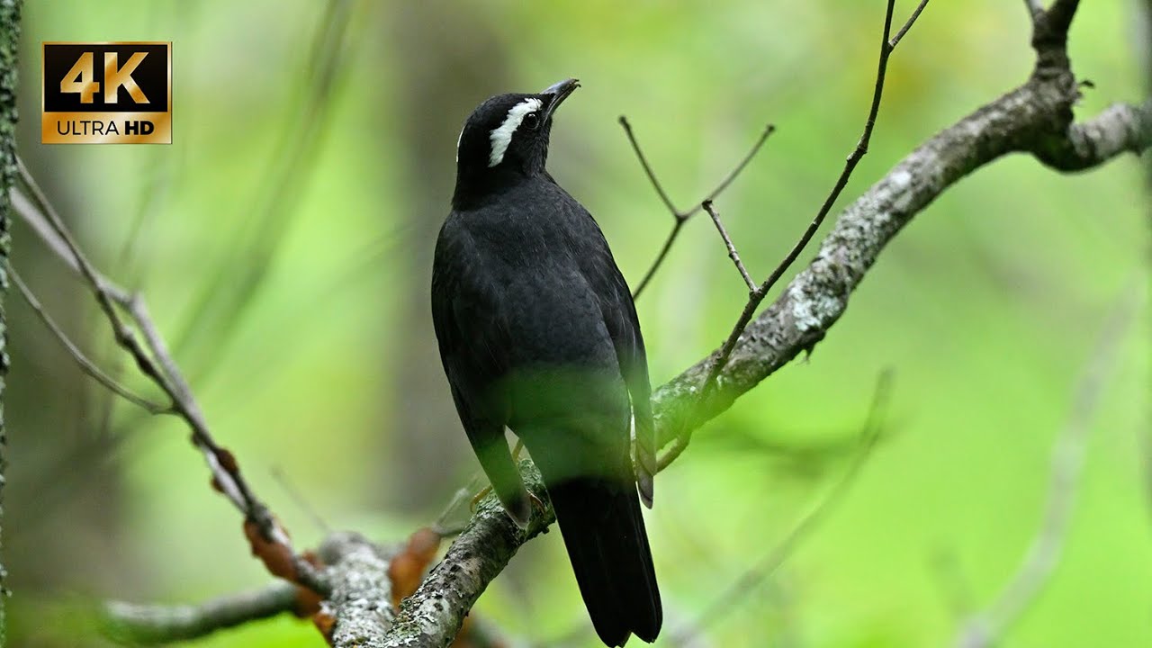 Z9で撮影＿マミジロの囀り【4K】／山岳詩 - YouTube