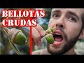 ¿Se Pueden Comer Bellotas Crudas? - Comida De Supervivencia