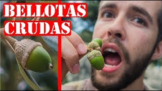 ¿Se Pueden Comer Bellotas Crudas? - Comida De Supervivencia