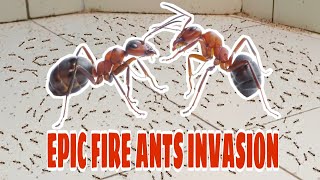 EPIC FIRE ANTS INVASION! by Cats Reporter 57 views 3 years ago 8 minutes, 16 seconds