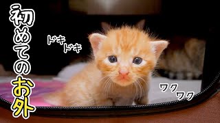 子猫がお外に行きたいと言うので出してみたら...