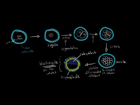 Vidéo: Où se produit la gastrula ?