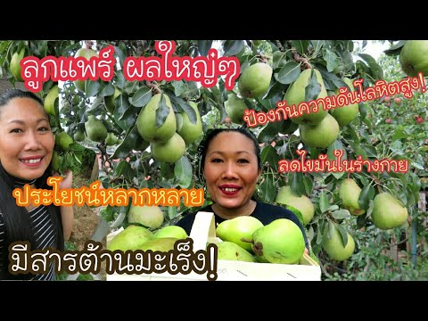 วีดีโอ: การปลูก Prickly Pear - ลูกแพร์เต็มไปด้วยหนามในสวนบ้าน