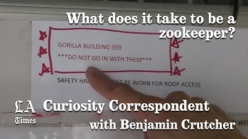 Curiosity Correspondent: What Does It Take To Be A Zookeeper? | Los Angeles Times
