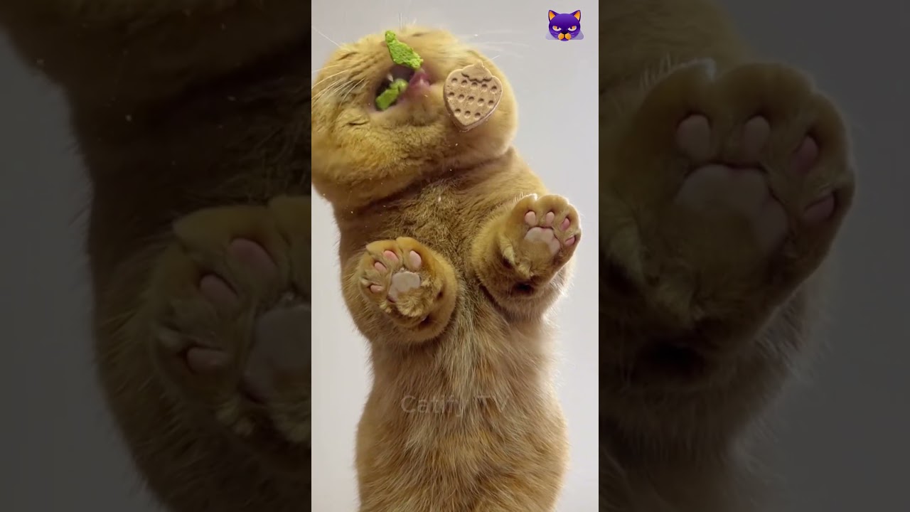 Cat vs. food – who wins? 😼 