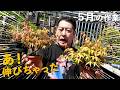間延びした枝をどうしよう?雑木と松柏の5月の作業【盆栽Q】