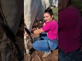 Beautiful Girl Milking Cow Real Village Life Farming Experience Villagelife Cow