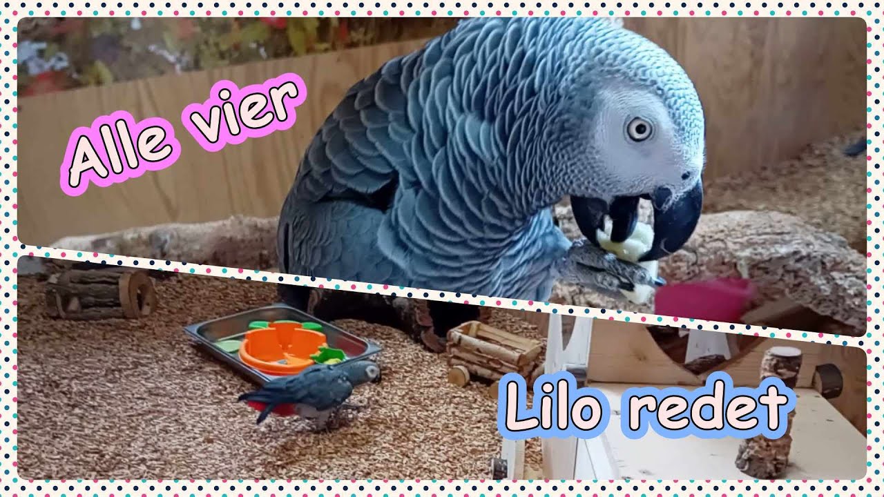 Lilos geplapper/ alle vier