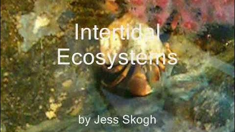 Intertidal Biome AP Biology Project