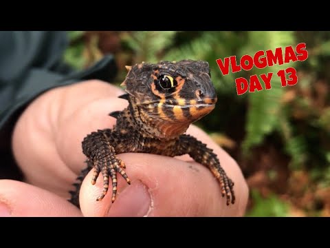 help-us-name-our-new-caiman-lizard!!!-vlogmas-day-13