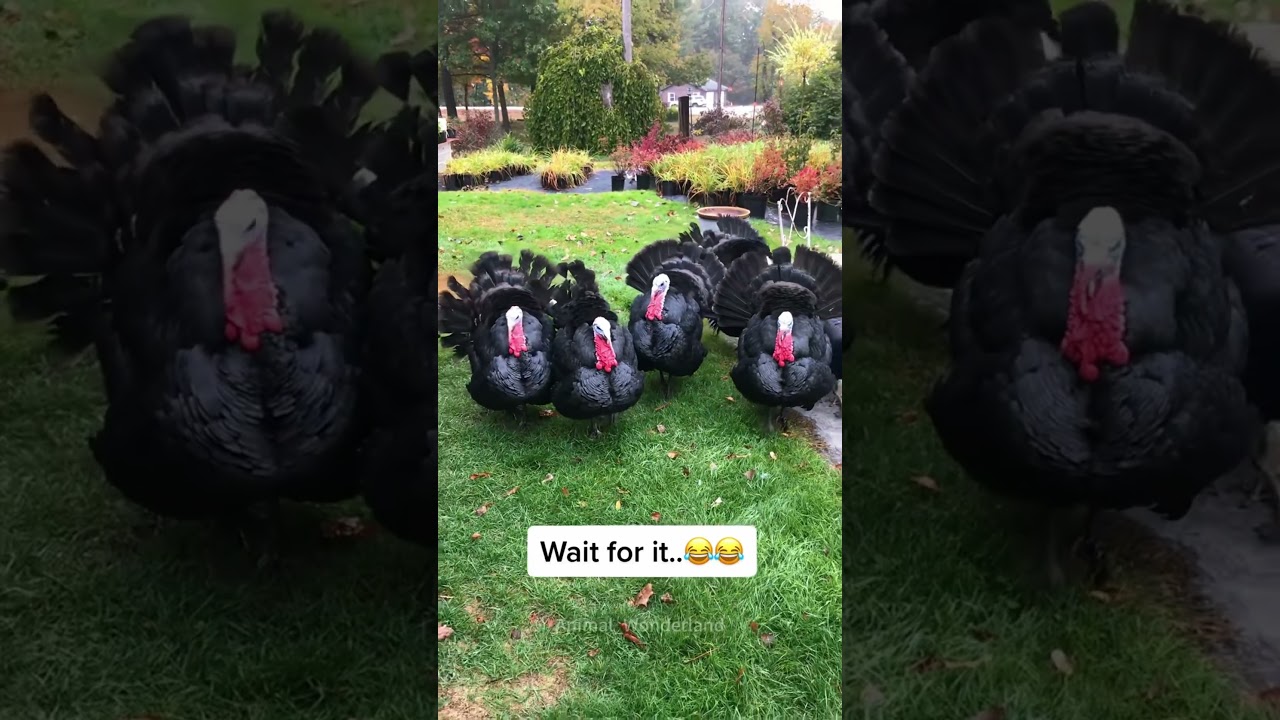 Почему они жрут обратно😂😂😂