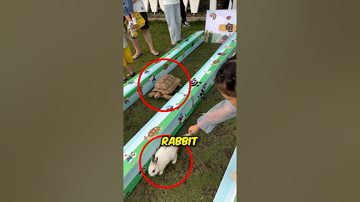 Rabbit vs Turtle Race 😆