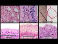Epithelium Identification Quiz