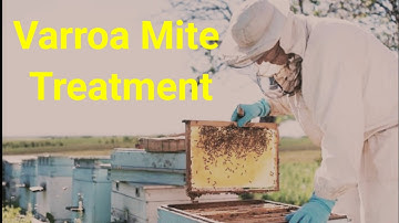 How I Saved My Hive from Varroa Mites | Real Results ! #varroa #mite #varroamite 