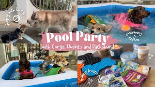 Dog Pool Party at Home with Corgis, Huskies and a Dachshund