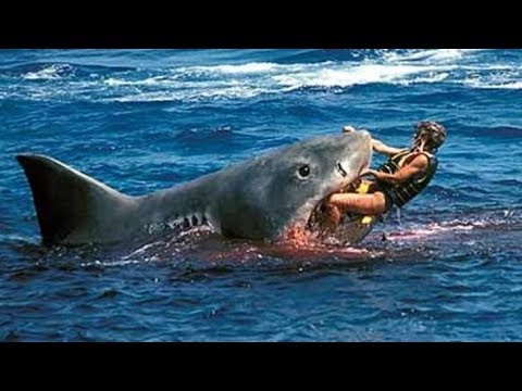 Нападение на людей Австралийские монстры Злостные Акулы борьба властей с хищником