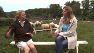 видео Разведение овец и коз