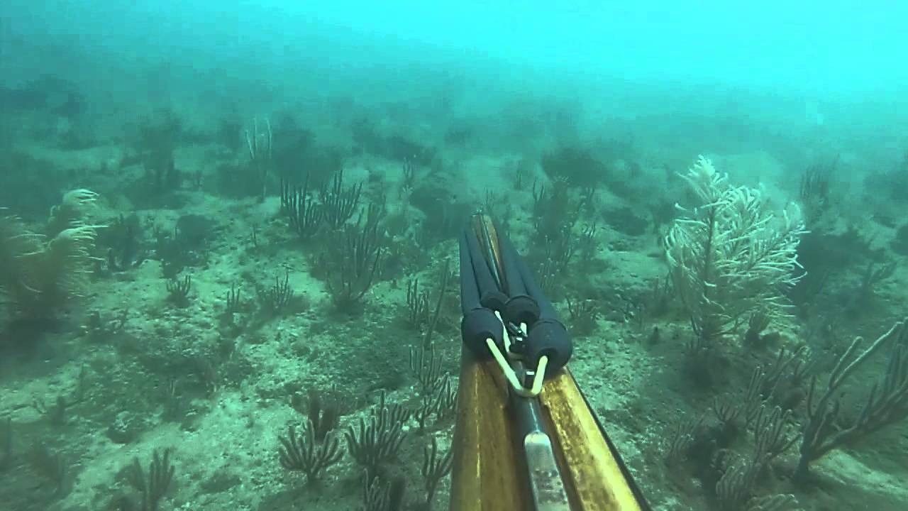 Spearfishing Fort Lauderdale and the Keys YouTube