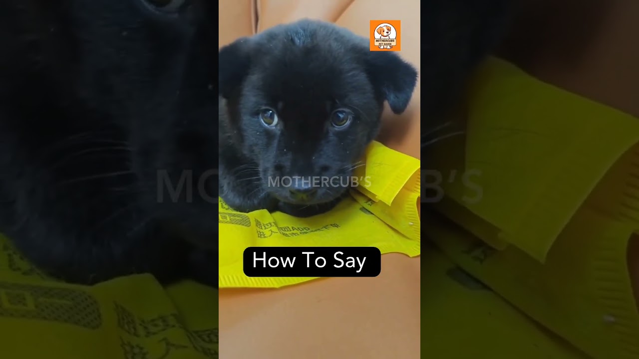 "Unleash the adorable!" 