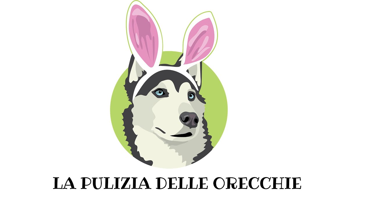 COME PULIRE LE ORECCHIE AL NOSTRO AMICO! - Educandog | MAX VISMARA