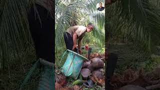 cara bang arbain mengupas kelapa pakai ilmu skil dewa #kelapaviral#
