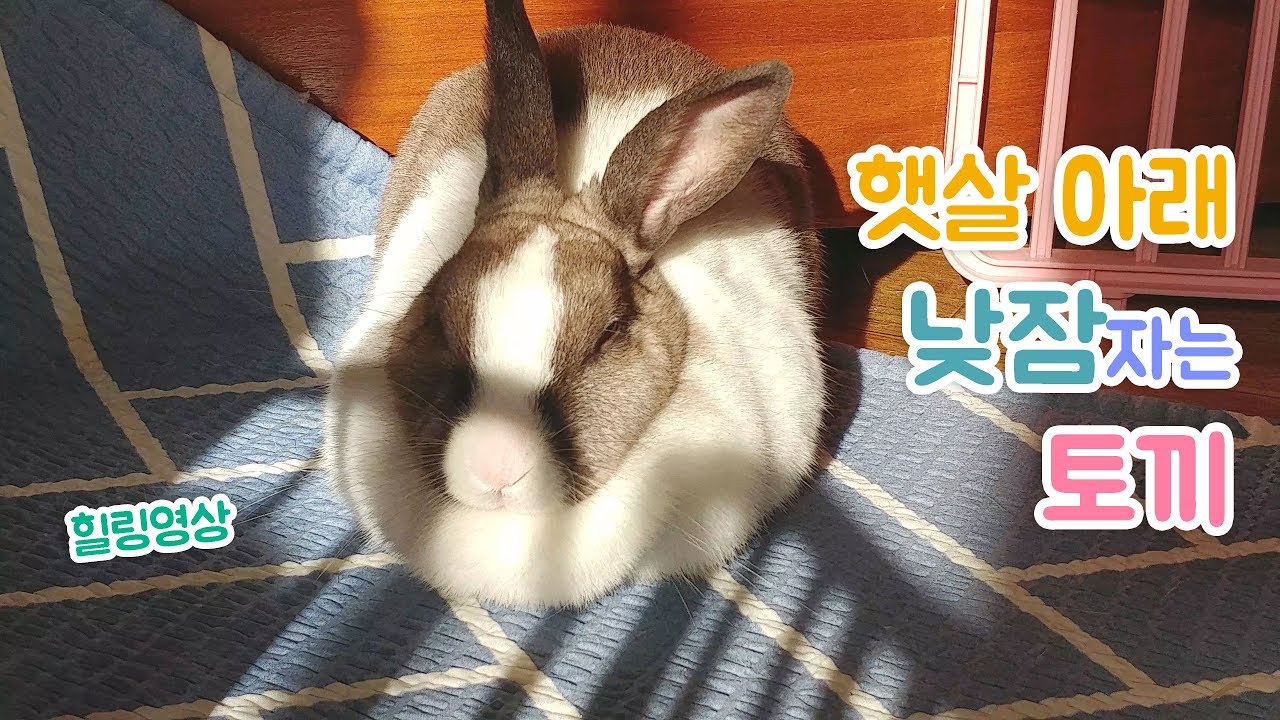 🐰햇살 아래 낮잠 자는 토끼 코난☀️K-Rabbit Conan that takes a nap in the sun💤 - YouTube