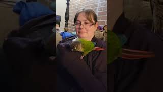 De-Stress Chaos 😈🥒 #parrot #talkingparrot #birds #funnyanimals #conure #cute #pets #funny #birb