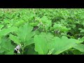 Amor f1 the new green and white eggplant success in eggplant farming