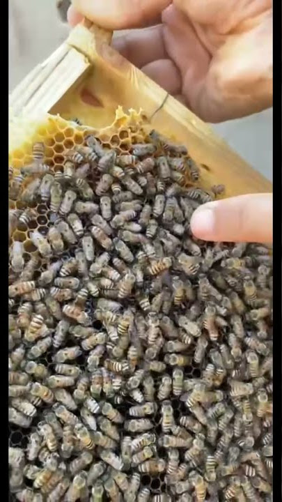 تعرف على شكل ملكة النحل