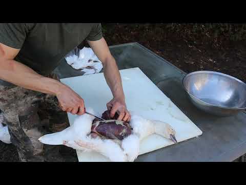 Vidéo: Comment Faire Cuire Une Oie Dans Votre Manche