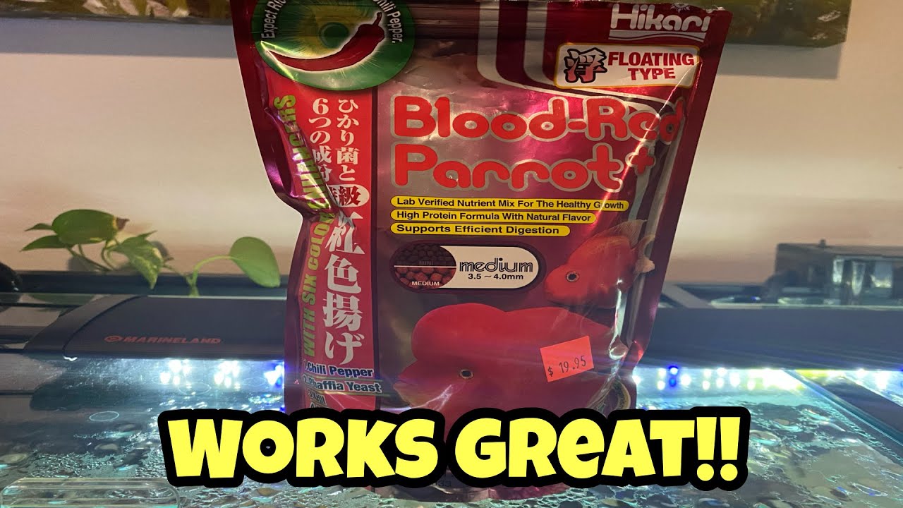 BEST FOOD FOR OSCAR CICHLIDS *COLOR ENHANCEMENT* shorts YouTube