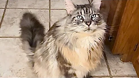Watch the video about Four cute fluffy kitties breakfast catio chat MaineCoon funny cats pets animal family video #shorts