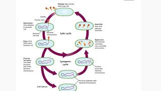 2929B Module 17 Viruses and Prions