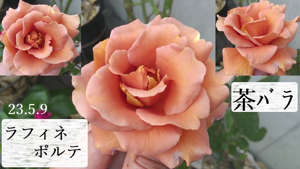 茶バラ】ラフィネポルテ開花23 5 9【切花品種】 - YouTube