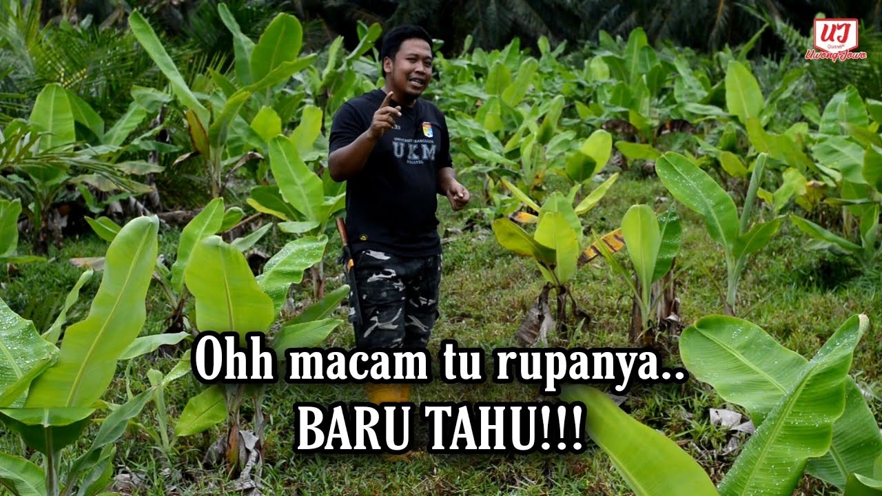 Proses pemilihan Anak Benih Pisang TERBAIK untuk generasi seterusnya