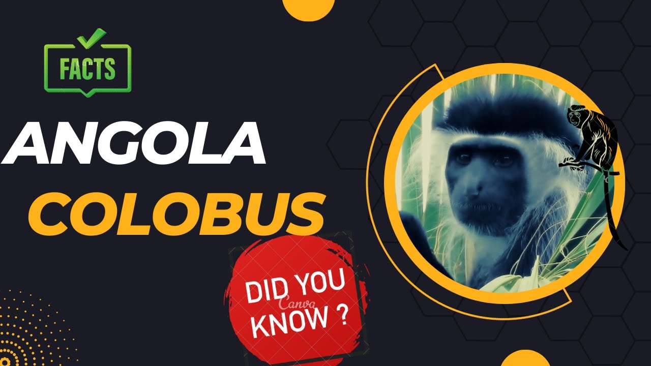 Angola colobus facts