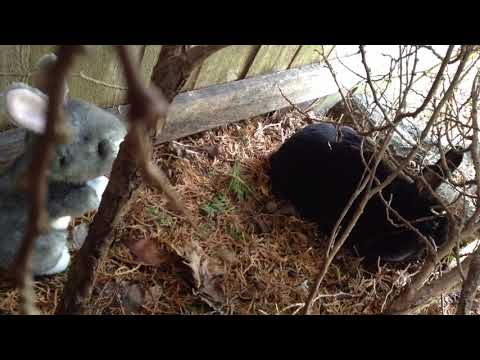 Watership Down- The Book Trailer