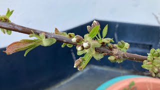 Patio cherry and apricot updates. Cherry flowers opening soon and apricot possible fruit set 🤞