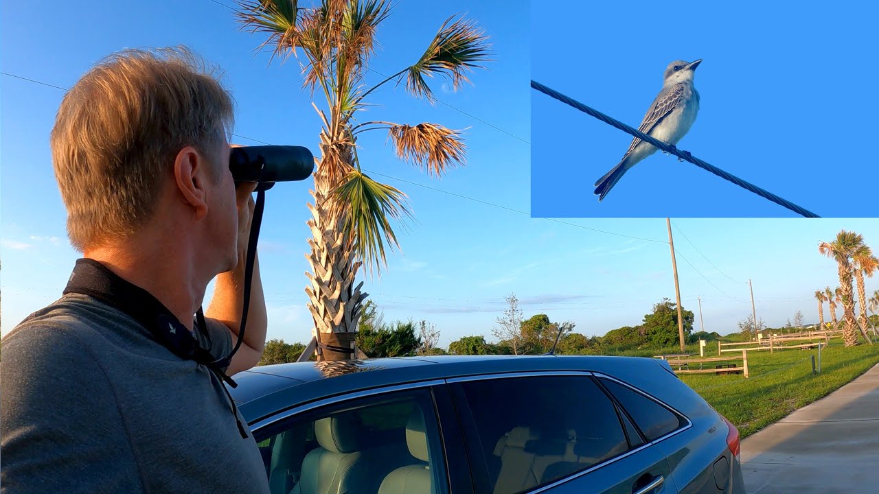 Birding in Huguenot Park. Gray Kingbird