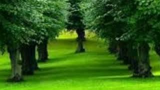 سورة التوبة للشيخ عبد الرحمن العوسي 🌼