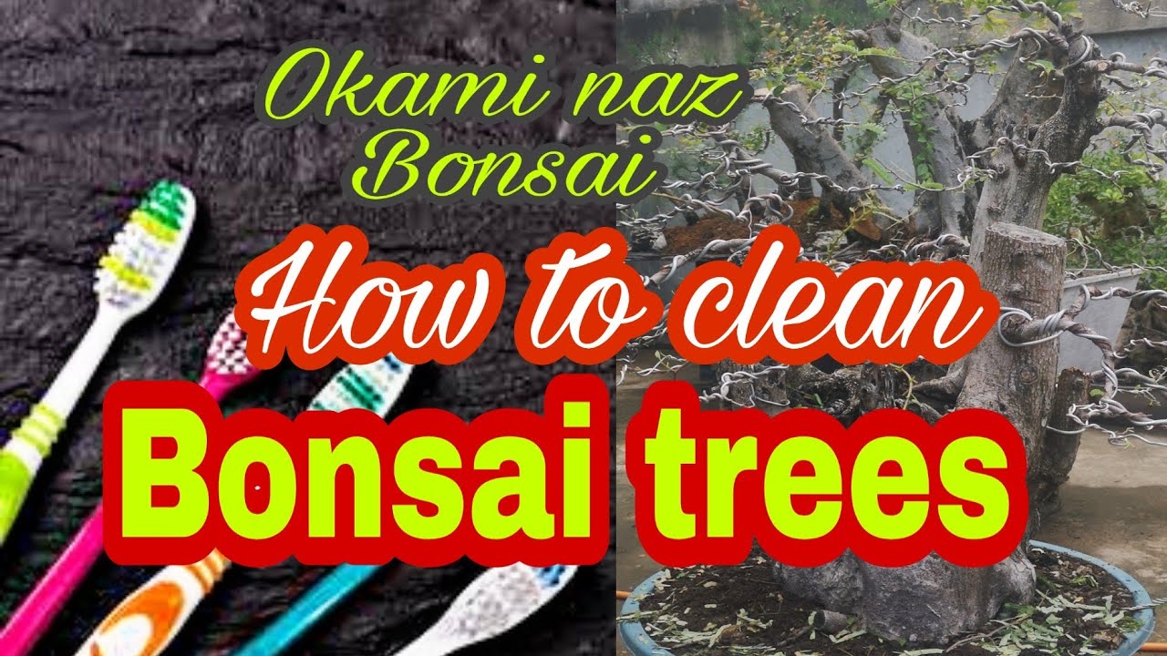 How to clean bonsai trees, bonsai philippines bonsai trees for beginners, bonsai tree care YouTube