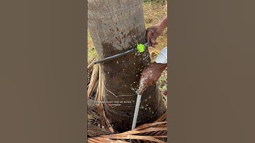 Easy Irrigation Method @d.lingappacoconutfarm