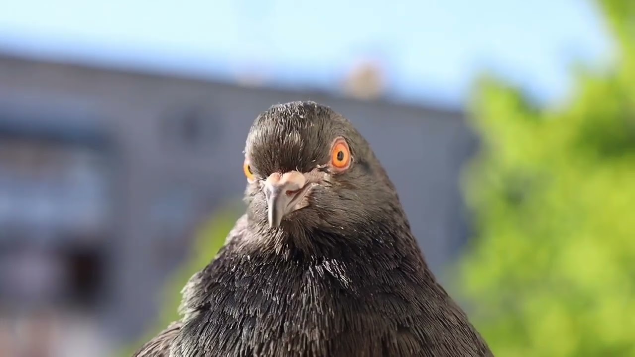 🔥 Why Relentless Execution Is the Key to Success 💪 | Powerful Life Lessons 🌟