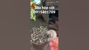 Sản xuất sâu cop pha hộp cột #maydotdap  #shorts