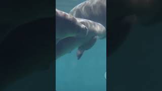 Manatee vs Alligator  #Manatee #Alligator #WildlifeDocumentary #NatureShowdown #FloridaWildlife