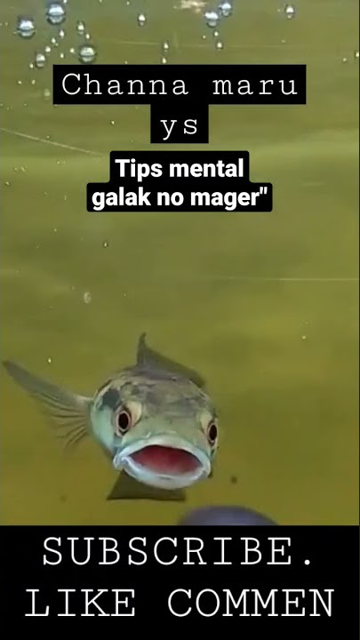 CHANNA MARU YS , Tips mental galak no mager-mager!!! #ikanchana#maruys#fyp#video#chana